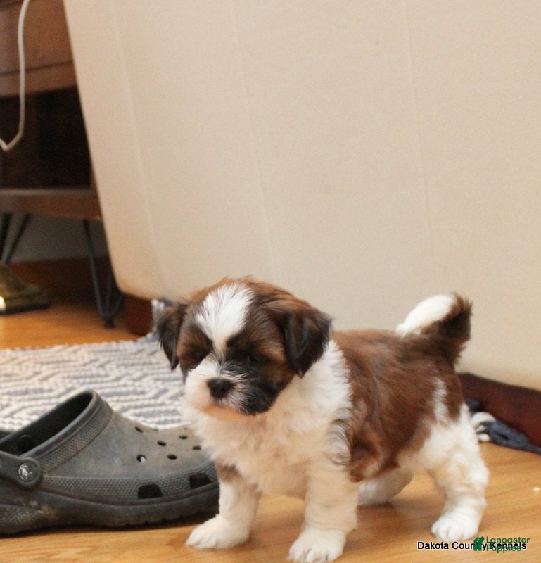Malshi dogs Ozzy - Ad 1