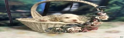 Cocker Spaniel dogs for sale: Cocker Spaniel Puppy 4 Female - Lily - Ad 7