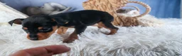 Miniature Pinscher dogs for sale: ANGEL - Ad 3