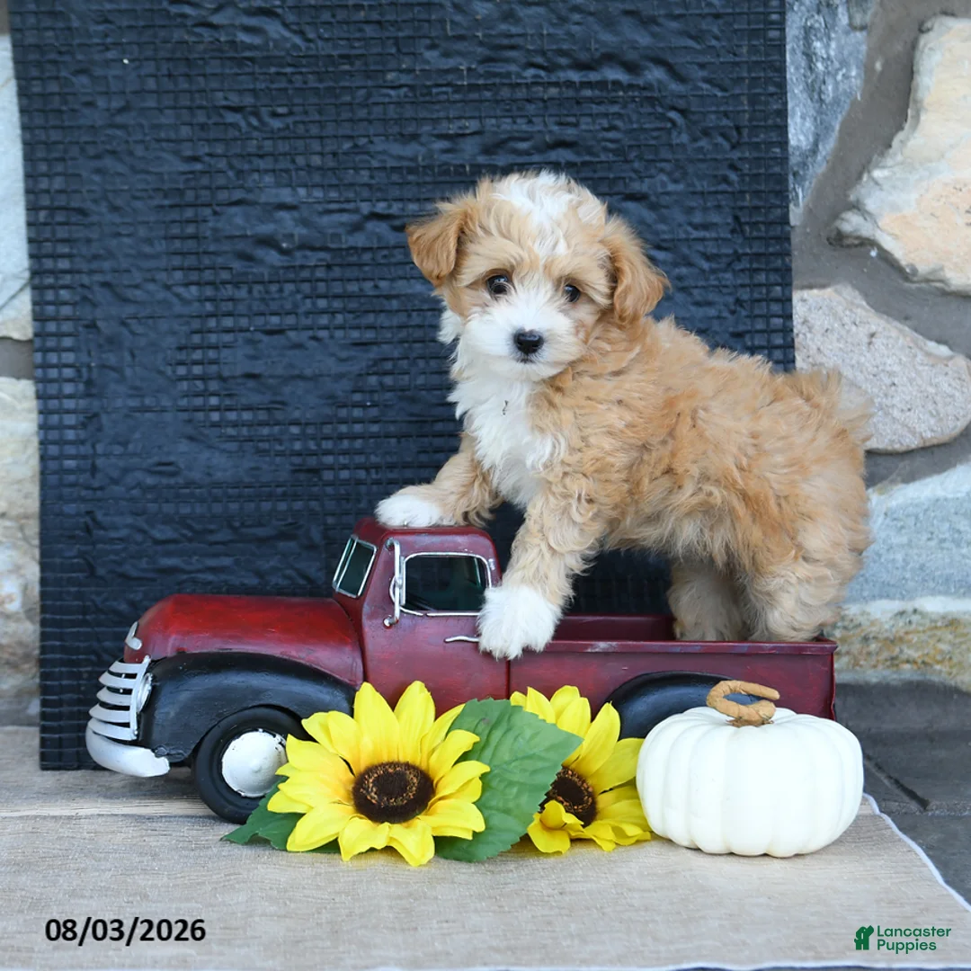 Maltipoo dogs for sale: Donna - Ad 1