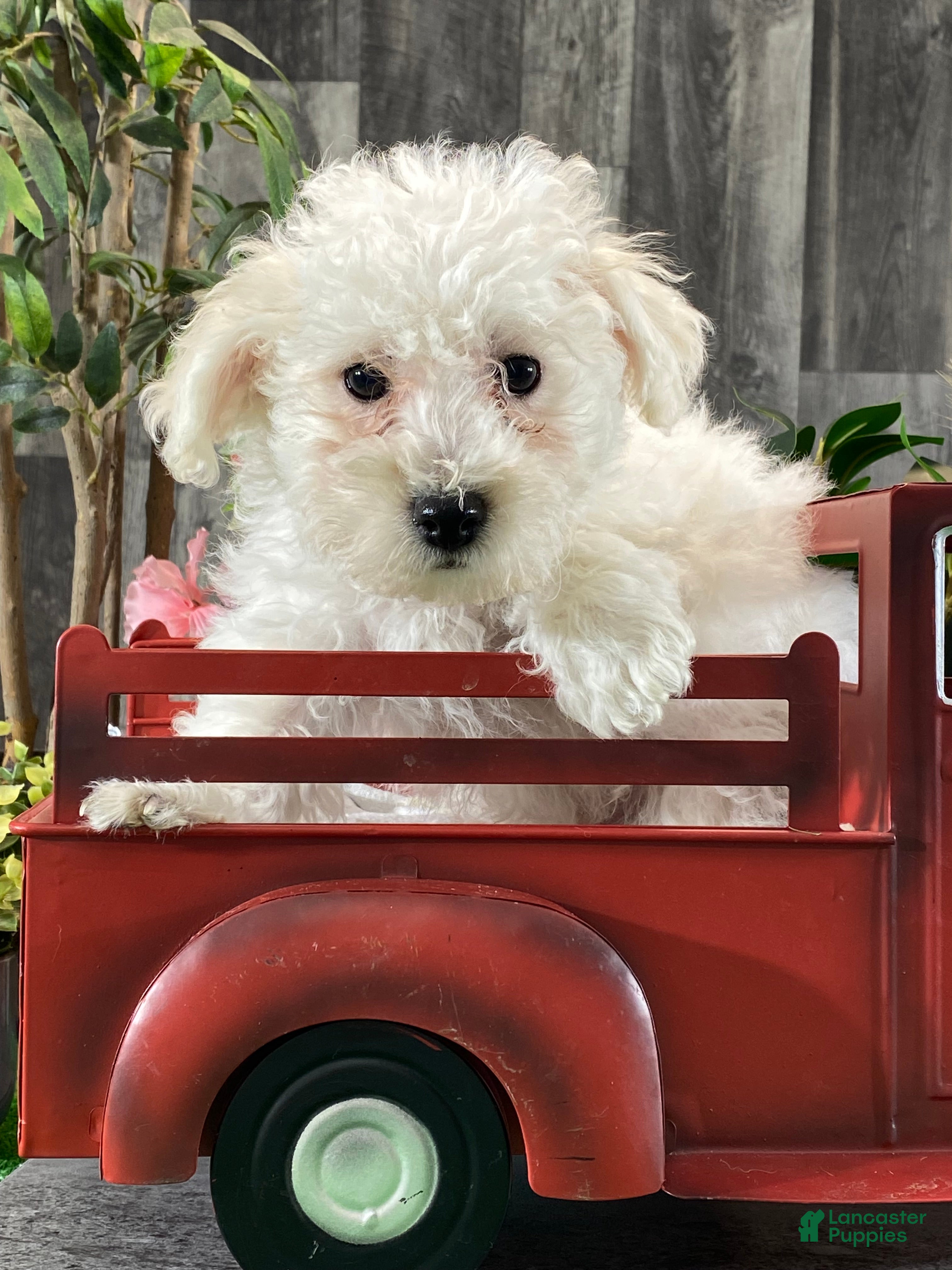 Bichon Frise dogs Buster - Ad 6