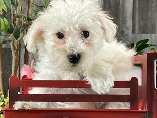 Bichon Frise dogs Buster - Ad 8