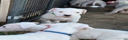 Dogo Argentino dogs for sale: Puppy M3 - Ad 23
