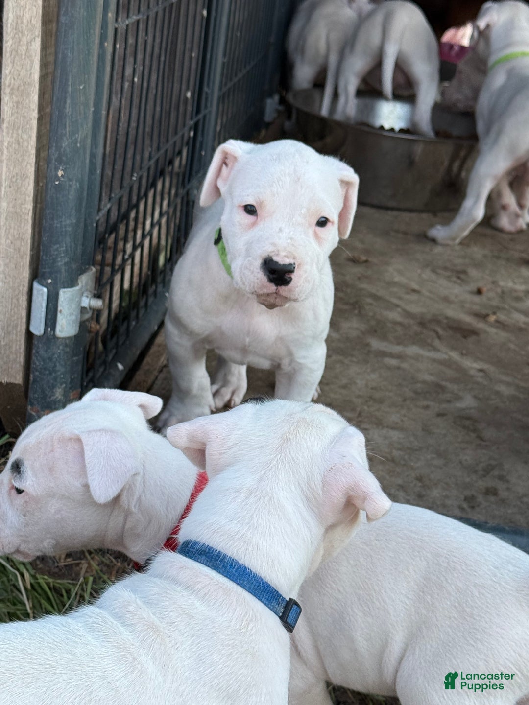 Dogo Argentino dogs for sale: Puppy M3 - Ad 23