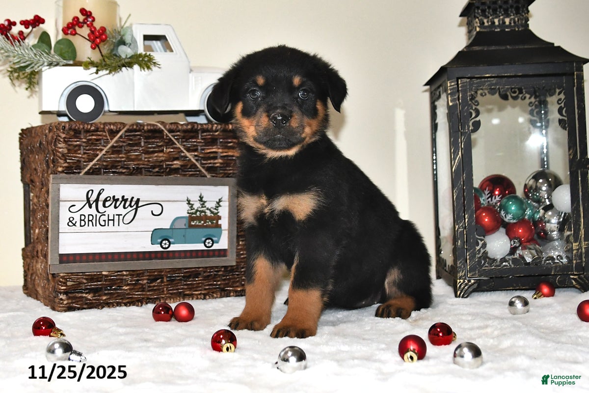 Rottweiler dogs Holly - Ad 38