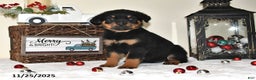 Rottweiler dogs for sale: Holly - Ad 1