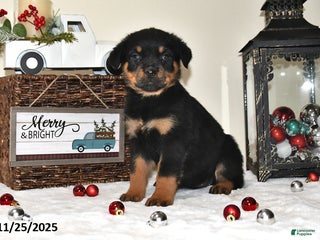 Rottweiler dogs Holly - Ad 39