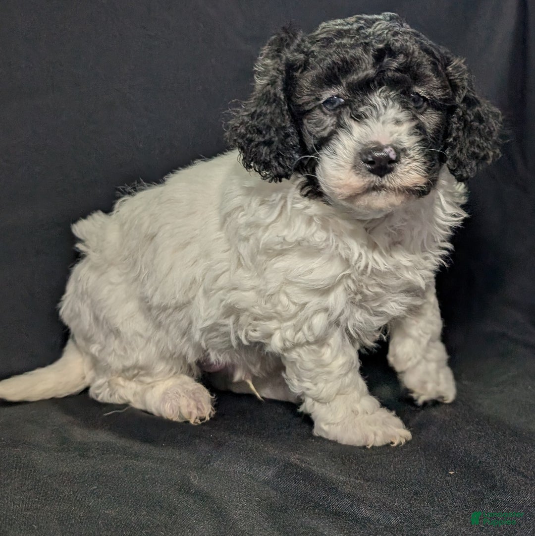 Mixed Breed dogs for sale: Jake - Ad 10