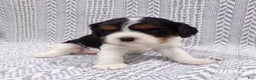 Cavalier King Charles Spaniel dogs for sale: Cavalier King Charles Spaniel Puppy 3 - Ad 16