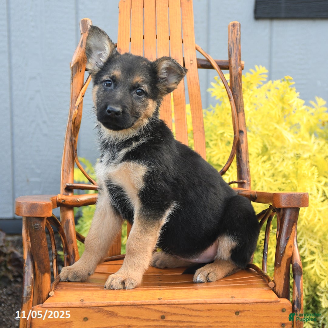 German Shepherd dogs for sale: Willow - Ad 5