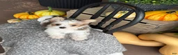 Yorkshire Terrier dogs for sale: Timmy - Ad 4