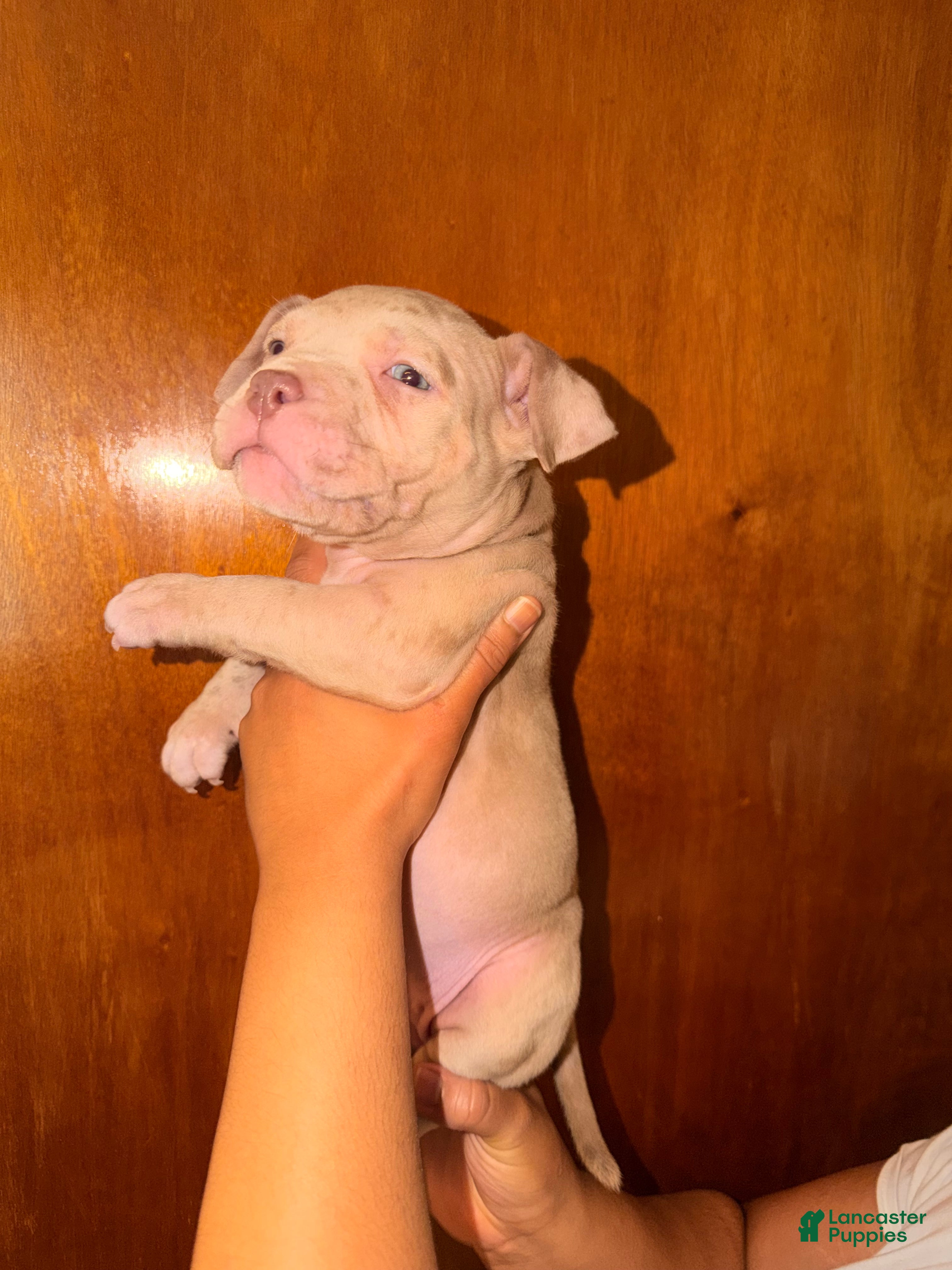 American Bully dogs American Bully 5 - Ad 1
