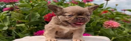 French Bulldog dogs for sale: Skye - Ad 3
