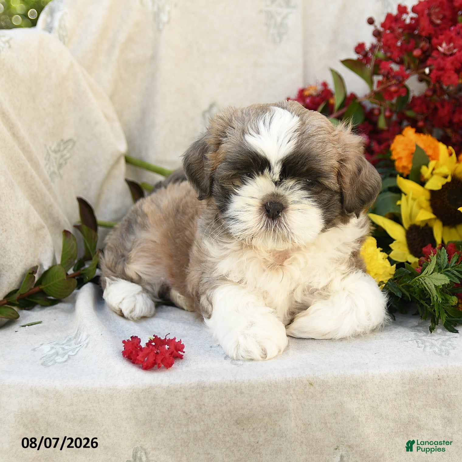 Shih Tzu dogs Romeo - Ad 2