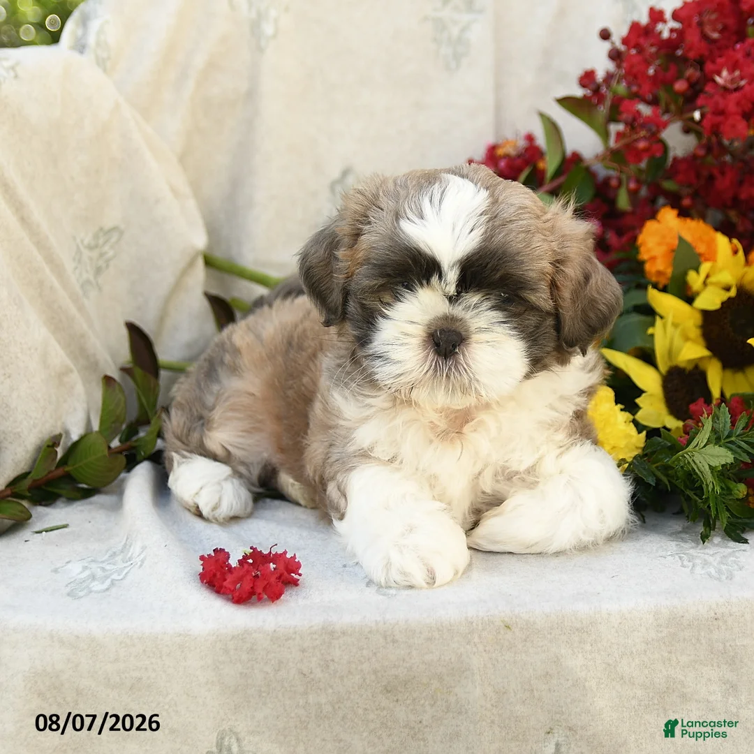 Shih Tzu dogs for sale: Romeo - Ad 2