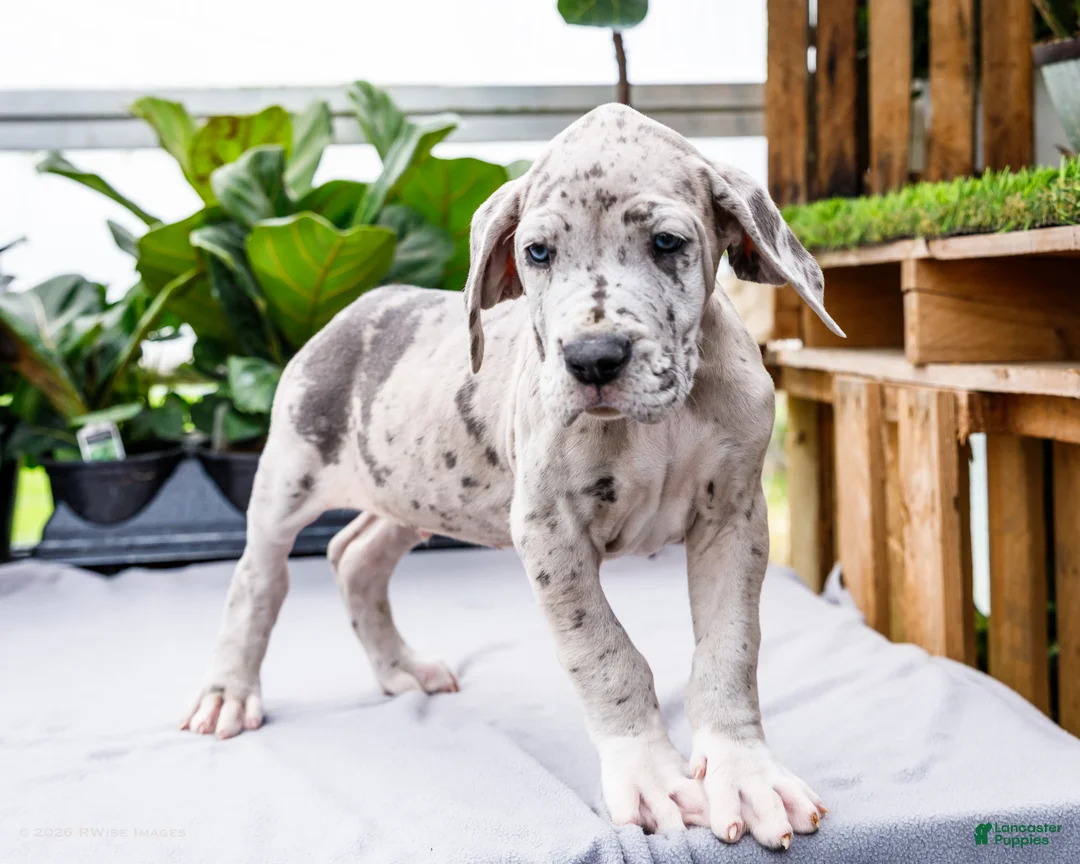Great Dane dogs for sale: Mozark - Ad 1
