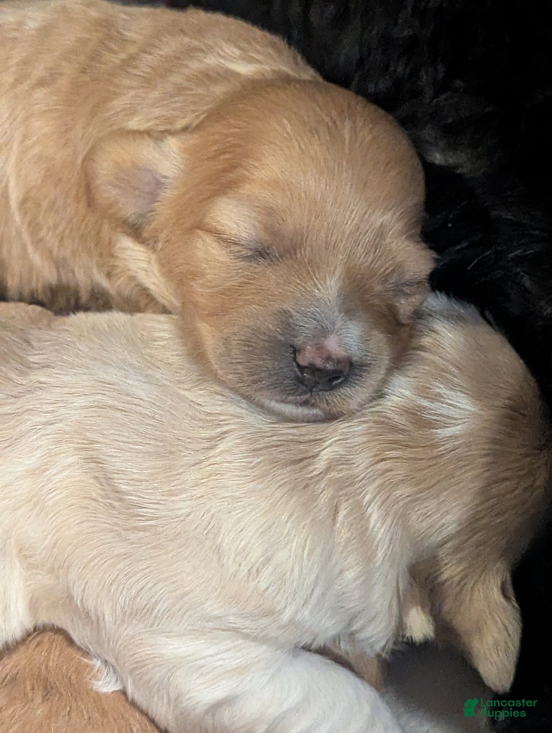 Mixed Breed dogs for sale: Cosmo - Ad 14