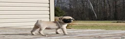 Pug dogs for sale: Max - Ad 3
