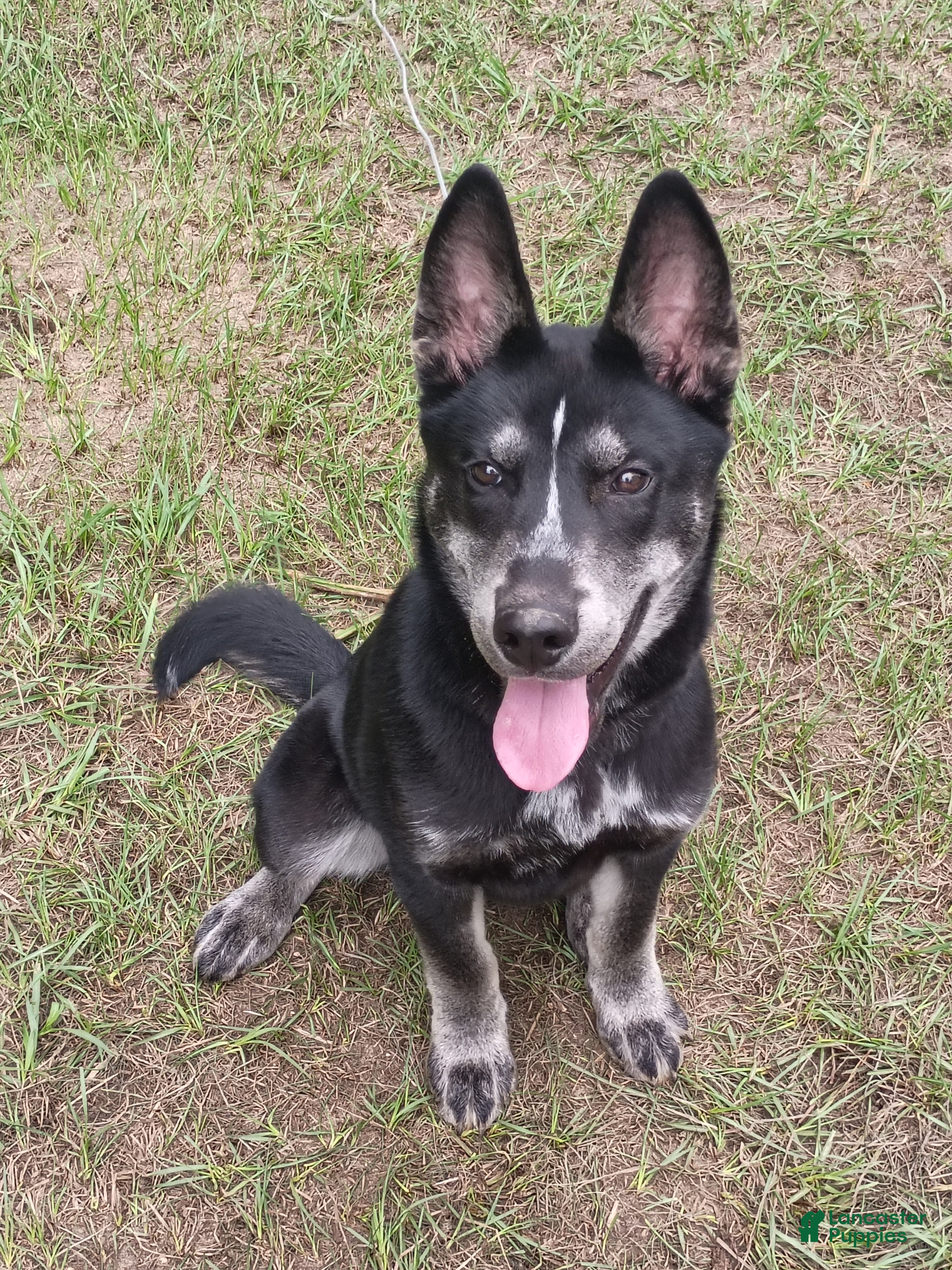 Siberian Husky dogs for sale: Dark Green Collar 3rd Born - Temp Name is Jade/Jay - Ad 5