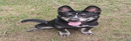 Siberian Husky dogs for sale: Dark Green Collar 3rd Born - Temp Name is Jade/Jay - Ad 1