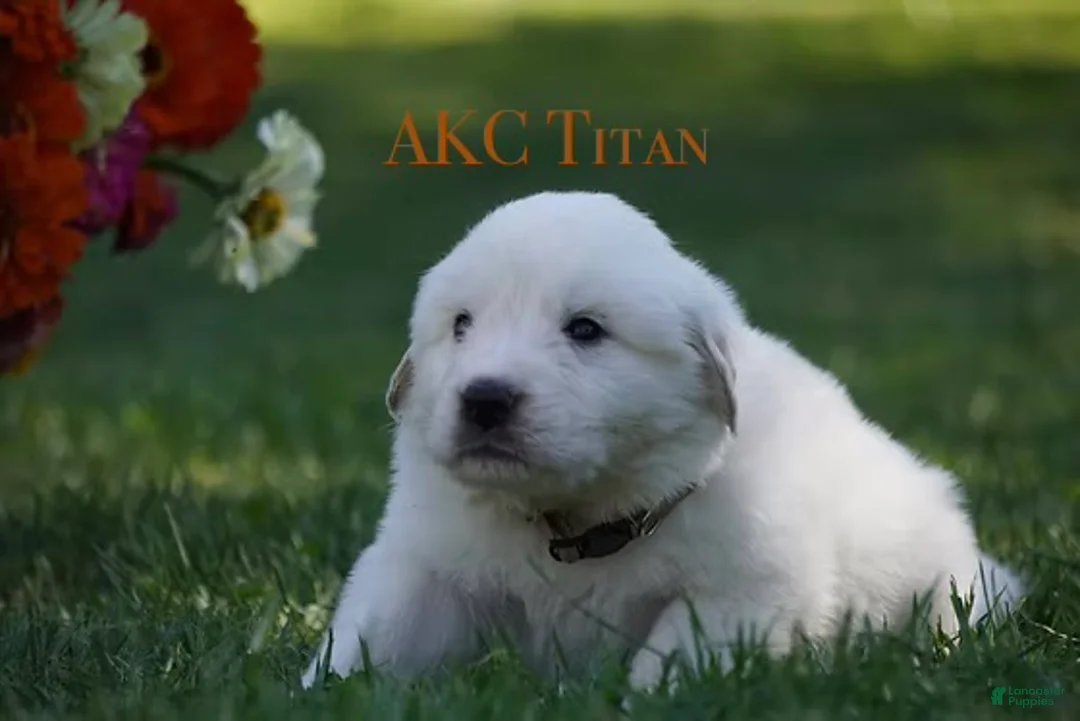 Great Pyrenees dogs for sale: AKC Titan - Ad 1