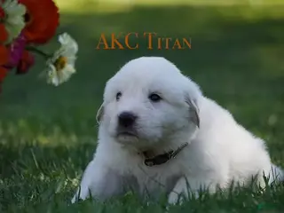 Great Pyrenees dogs AKC Titan - Ad 4