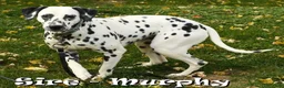 Dalmatian dogs for sale: Rambo - Ad 11