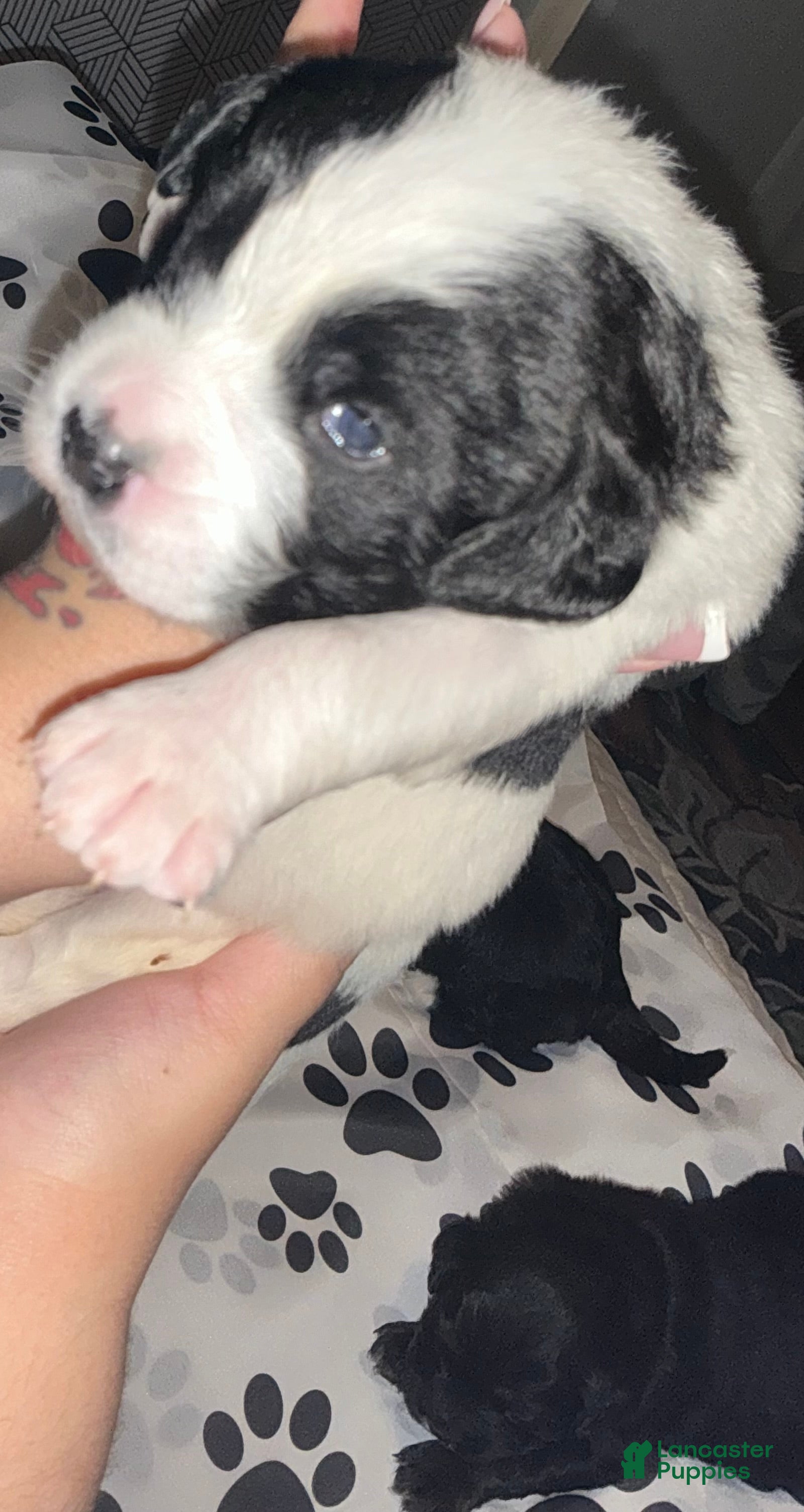 Bernedoodle dogs Panda - Ad 38