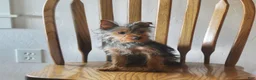 Yorkshire Terrier dogs for sale: Pluto - Ad 3