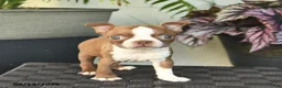 Boston Terrier dogs for sale: Willow  - Ad 2