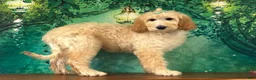 Goldendoodle dogs for sale: Duchess - Ad 3