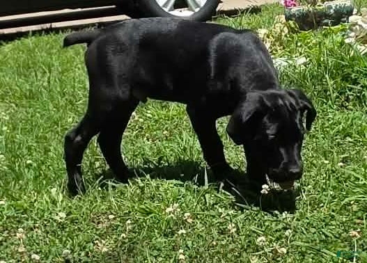 Cane Corso dogs Cain AKC red collar - Ad 1