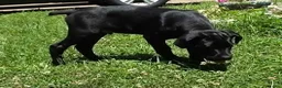 Cane Corso dogs for sale: Cain AKC red collar - Ad 2
