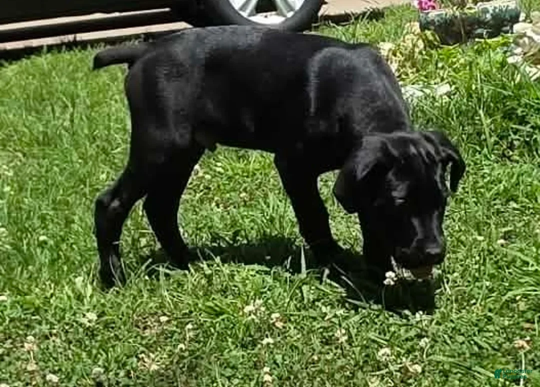 Cane Corso dogs for sale: Cain AKC red collar - Ad 2