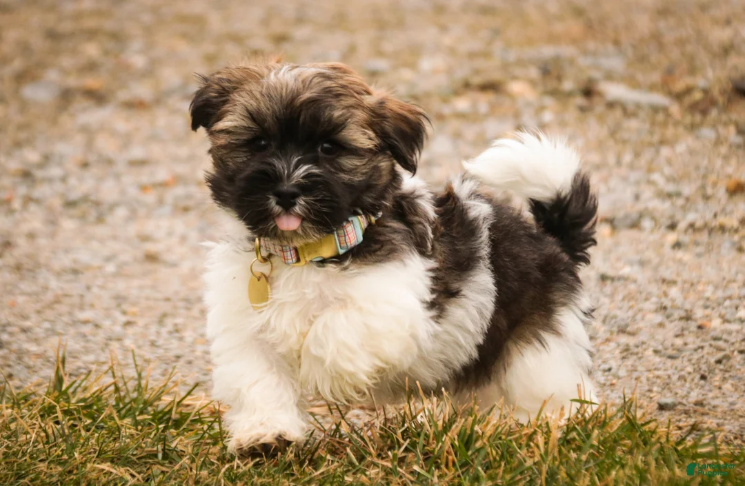 Havanese dogs for sale: Biscotti - Ad 6