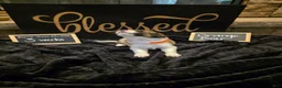Mixed Breed dogs for sale: Orange Boy - Ad 5