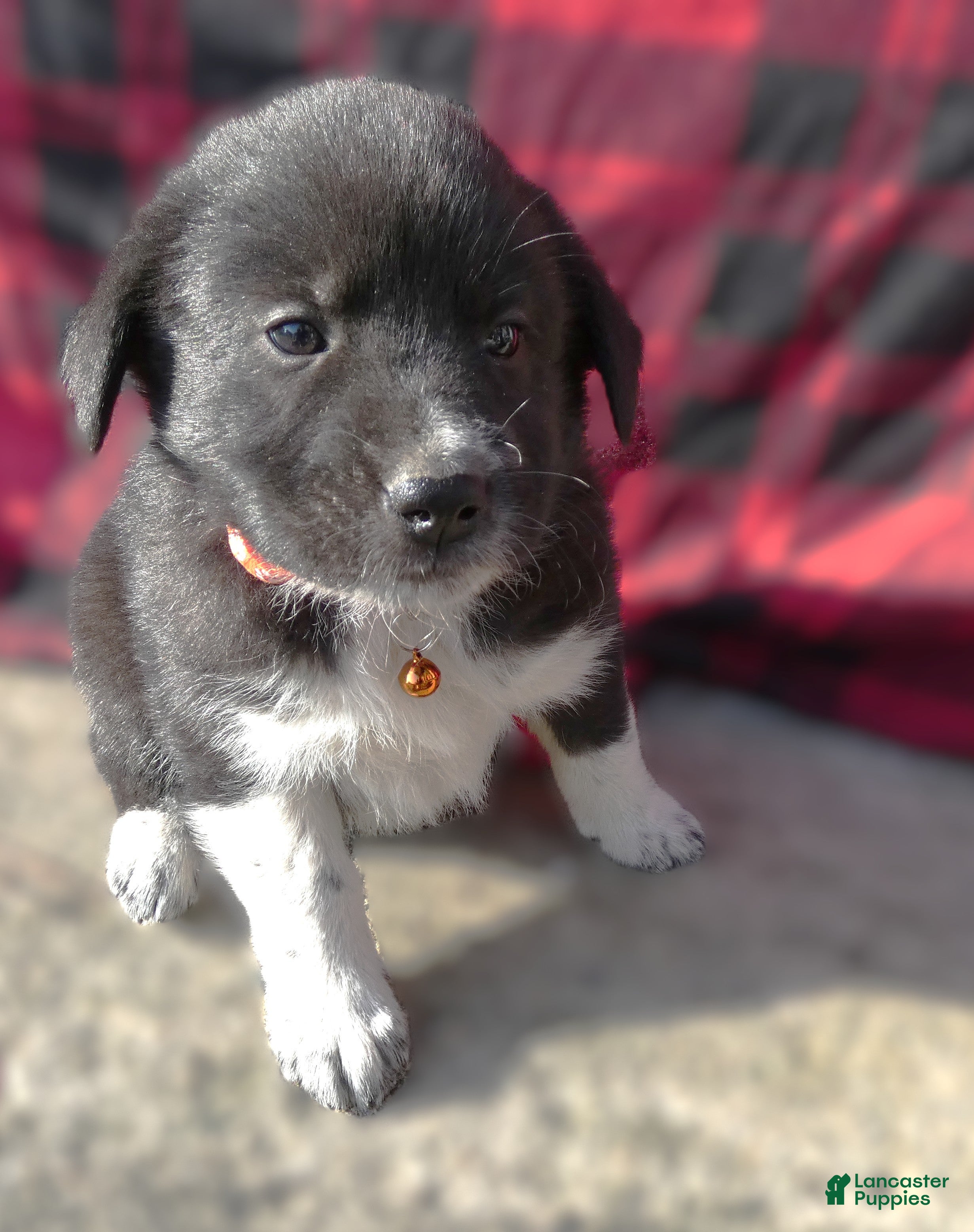 Great Pyrenees dogs Great Pyrenees Puppy 2 Mia - Ad 9