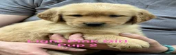 Golden Retriever dogs for sale: Light Pink Girl - Ad 2