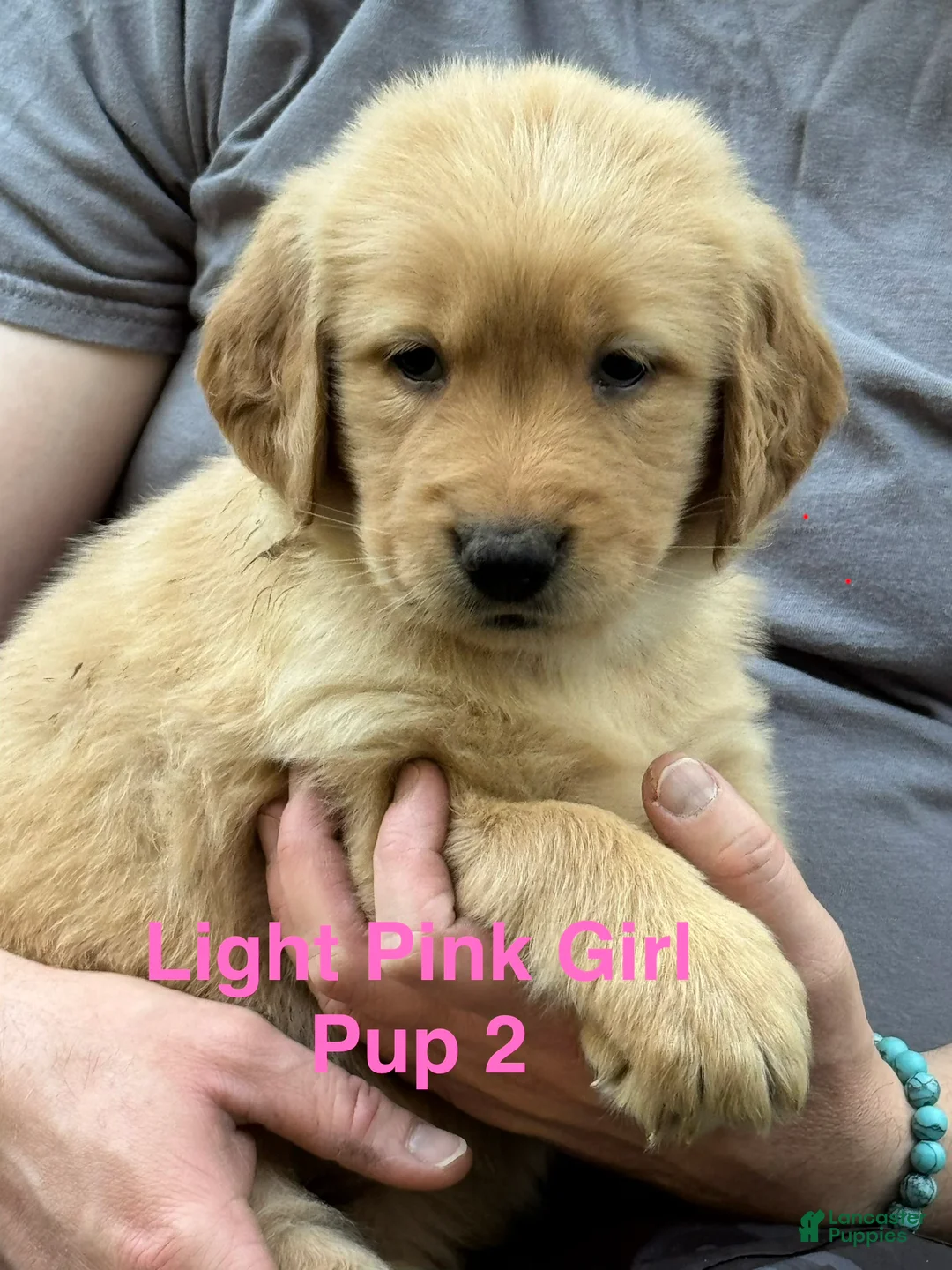 Golden Retriever dogs for sale: Light Pink Girl - Ad 2