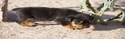 Rottweiler dogs for sale: Rott F1 - Ad 3