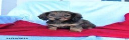 Miniature Dachshund dogs for sale: Moose - Ad 2