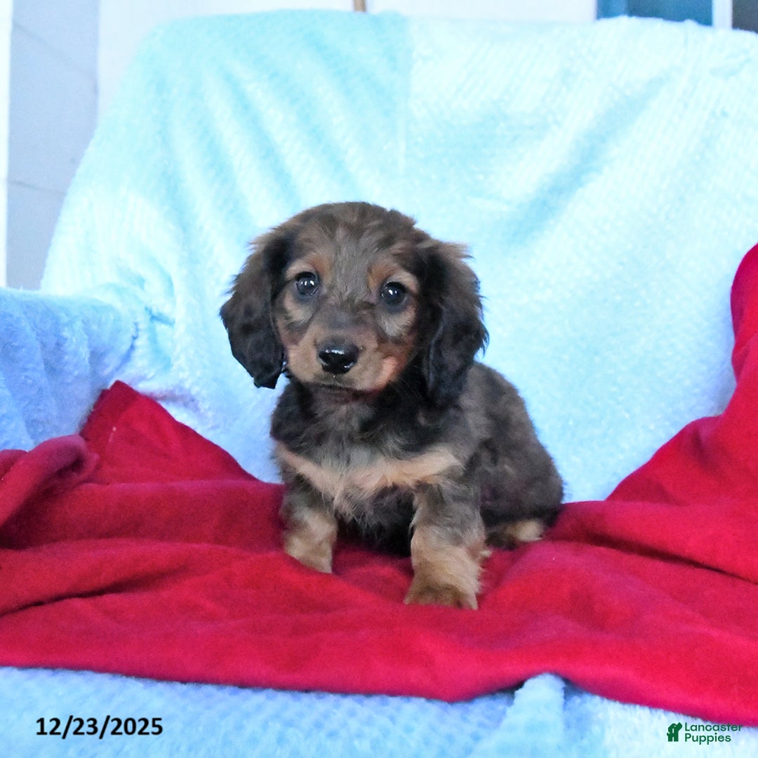 Miniature Dachshund dogs for sale: Moose - Ad 2