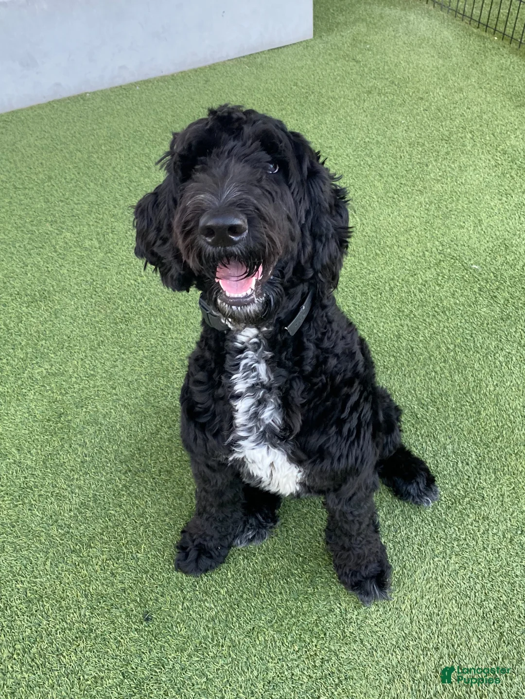Labradoodle dogs for sale: Chocolate - Ad 2