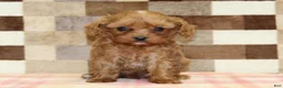 Cavapoo dogs for sale: Ivan - Ad 3