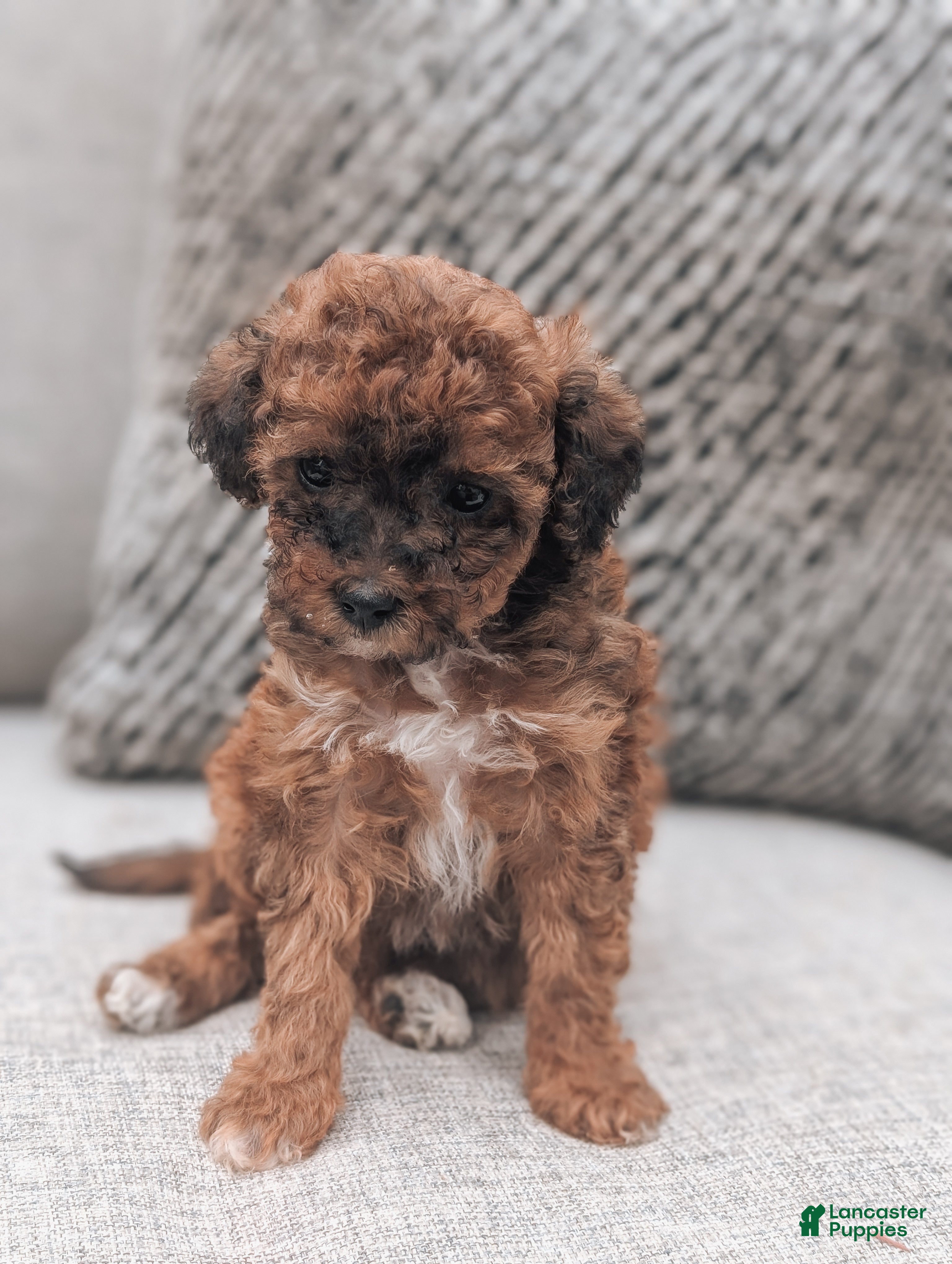 Toy Poodle dogs Piper - Ad 2