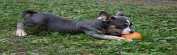 American Bully dogs for sale: American Bully 1 - Ad 4