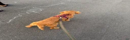 Golden Retriever dogs for sale: Golden Retriever 1 - Ad 2