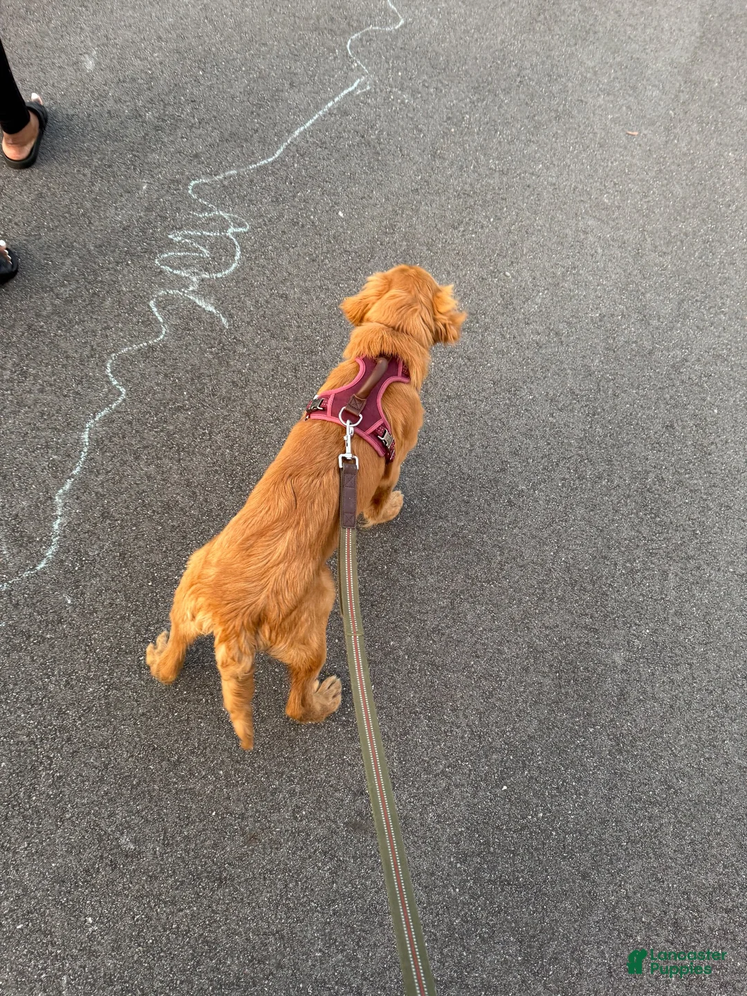 Golden Retriever dogs for sale: Golden Retriever 1 - Ad 2