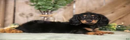 Miniature Dachshund dogs for sale: Asher - Ad 3