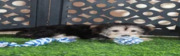 Yochon dogs for sale: AJ Handsome Male Yochon Puppy - Ad 3